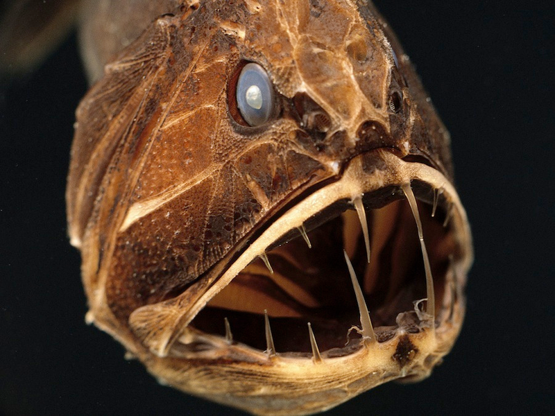 Illustration for article titled These Sea Creatures Are Clearly From Outer Space